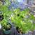Citronella – 1 gallon $6 1 thumbnail