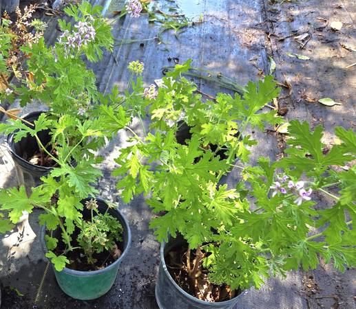 Citronella – 1 gallon $6 1