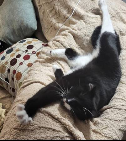 Reward! LOST! Large Black & White Tuxedo Cat named "Byrd" (Hatboro)63824691441537120