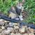 Kittens 9 thumbnail