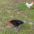 Beautiful barbed Rock rooster giant Jersey & white w/cream rooster 8 thumbnail