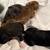 8 week American bully puppies looking for their forever homes! 10 thumbnail
