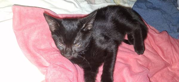 Rehoming kittens (Houston)63859316052737123