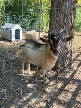 Alpine Buck 7mos old (Spring Grove)63961118258690120