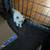 Ragdoll kittens 1 thumbnail