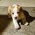 Pit mix puppies 6 thumbnail