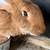 Pure Flemish Giant Doe Rabbit 4 thumbnail