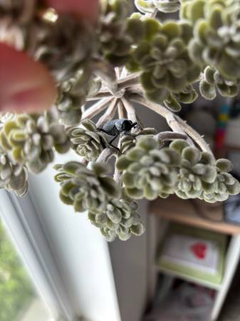 Blue Death Feigning Beetle and setup63414668292611121