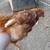 roosters 3 thumbnail