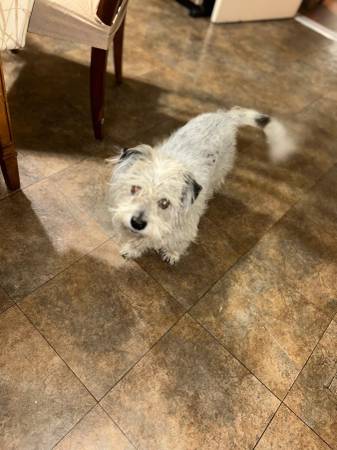 Free Dog, terrier mix (Oak Lawn)63844235222019120