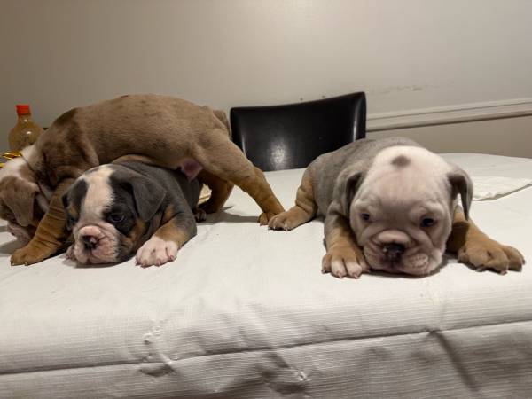 8-week-old puppies (Peachtree Corners)63922480965122122