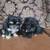 Maltipoo 1 thumbnail