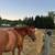 ***BlueGrass EASTERN BB Horses, Cows, Mules, Sheep, Goats, Etc. 2 thumbnail