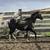 2 yo Paint Colt / Horse 5 thumbnail