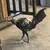 Game chickens 3 thumbnail