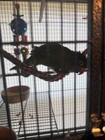 Blue crown conure 1