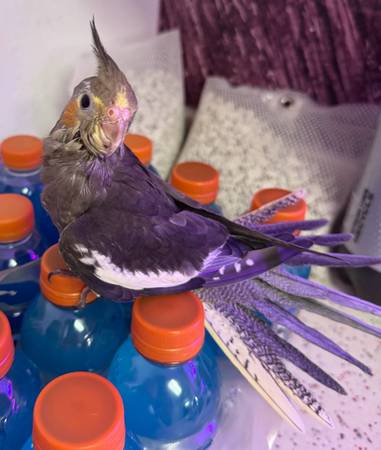 Macho levanta/alimenta bebé cockatiel (Marysville/tulalip)63688899001987120