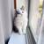 Selkirk Rex kitten 3 thumbnail