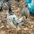 Chickens Available 6 thumbnail
