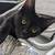 Kittens and cats available for rehoming 12 thumbnail