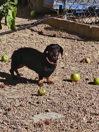 Gratis para buen hogar, pequeña tarifa de rehoming (Cedar City)63945150704898123