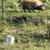 Kune Kune Piglets and Hogs 4 thumbnail