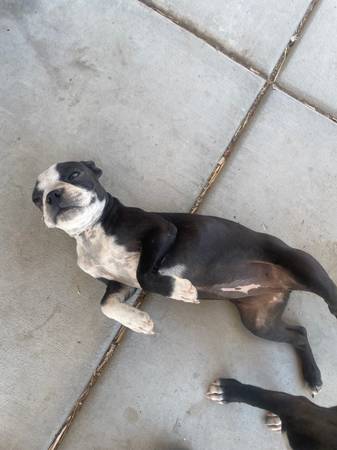 Boston cachorro macho y hembra (Pamdale)63767733189635121