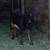 ADGA Nigerian Dwarf Goats 4 thumbnail