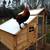 Young Roosters Purebreeds and Barnyard Mixes 1 thumbnail