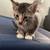 Polydactyly kittens 3 thumbnail