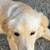 3-4 month old female golden retriever 1 thumbnail