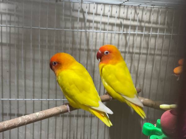 Lovebirds RED EYE 1