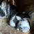 Harlequin bunnies 3 thumbnail
