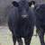 63 Fancy BLK and BWF Heifers 17 thumbnail