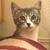 Serena & Venus: Grey Tabby with White Kittens Available to Adopt 2 thumbnail