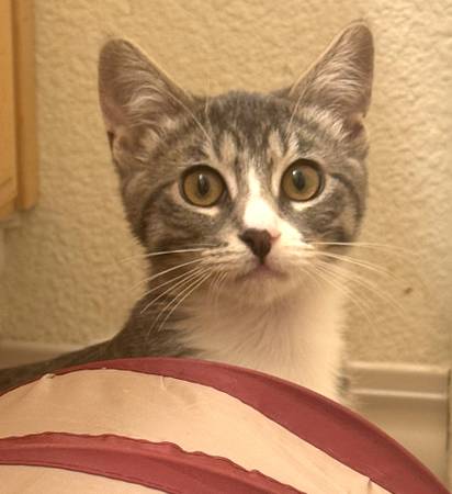 Serena & Venus: Grey Tabby with White Kittens Available to Adopt (san mateo)64165356884867121