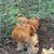 Mille Fleur Satin Silkie Rooster 4 thumbnail