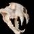 Big cat skulls 1 thumbnail