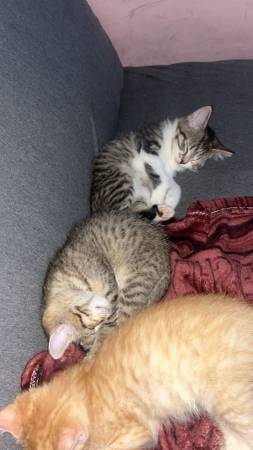 3 Kitten looking for furever home :) (Gallatin)64013262602114124