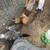 Icelandic Chickens!!! 1 thumbnail