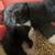 Kittens to good homes 9 thumbnail