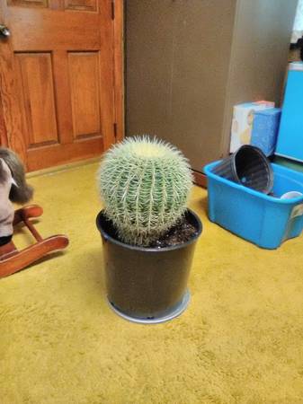 Big Barrel Cactus 1