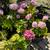 Fig Trees, Windmill Palm, Fruit trees, flower bushes and more plants 5 thumbnail