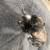 Maltese Puppies for sale 6 thumbnail