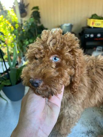 Mini Golden Doodle Male (Sacramento)63679254959233123