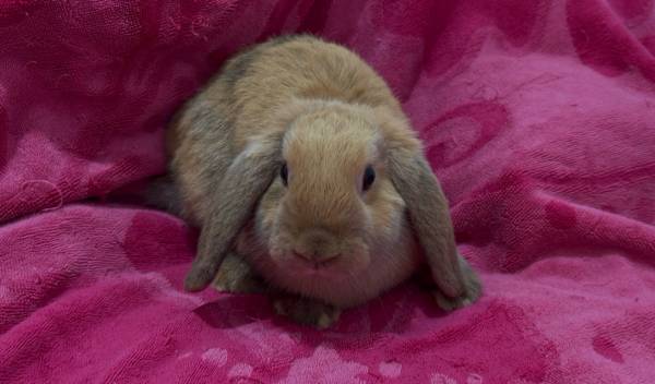 Holland lop mix (Lancaster)63870037049475120