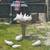 Pigeons White Homers 7 thumbnail