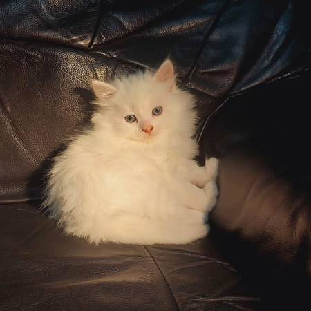 2 male female left 1