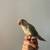 Cinnamon turquoise Conure 4 thumbnail