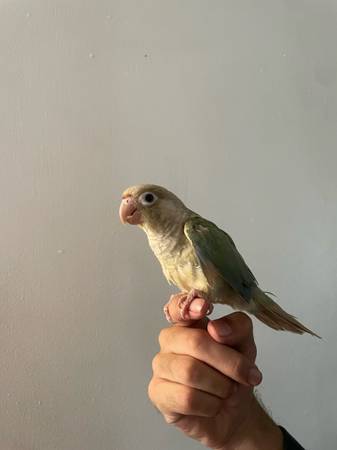 Cinnamon turquoise Conure (San Diego)64038278756994123